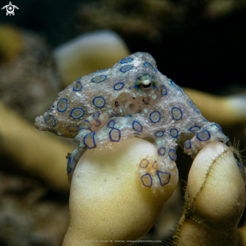 A blue ring octopus