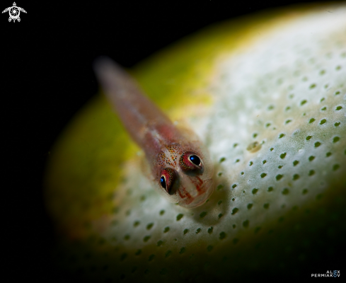 A goby