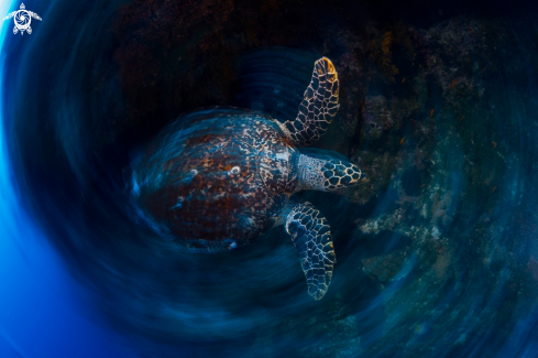 A Hawksbill Turtle