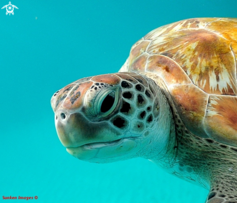 A Green Turtle