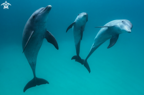 A Bottlenose dolphin