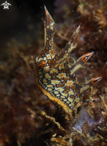 A Bornella anguilla | Bornella