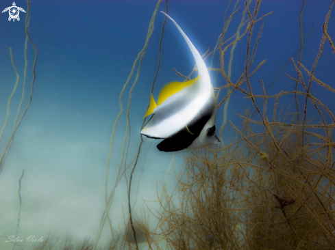 A Pennant coralfish