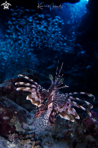 A Lion Fish