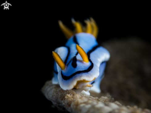 A Chromodoris lochi | Nudibranch