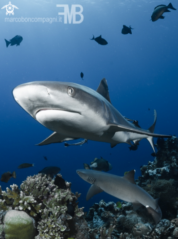 A Carcharhinus amblyrhynchos | -