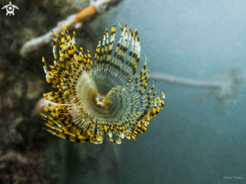 A Mediterranean fanworm