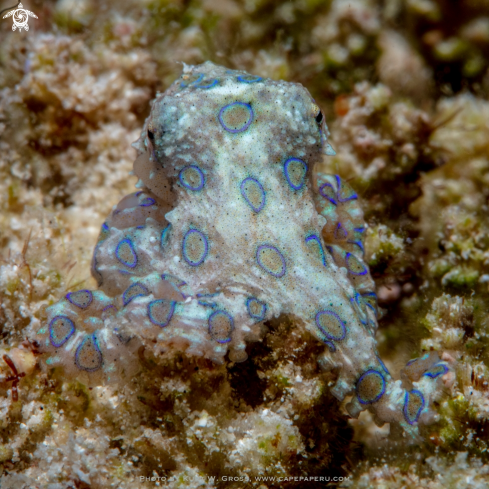 A Hapalochlaena lunulata, Blue ring octopus | Bluering Octopus