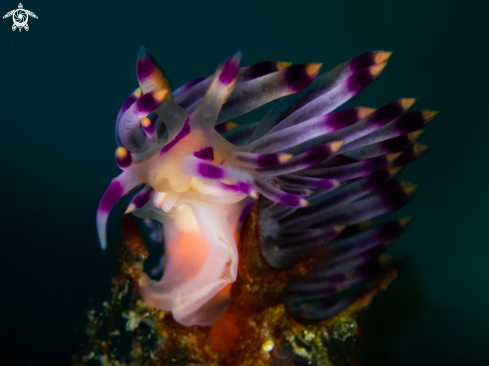 A Coryphellina rubrolineata | Nudibranch