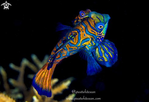 A Synchiropus splendidus | Mandarin Fish