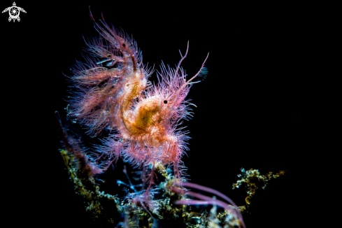 A Hairy Shrimp | Shrimp