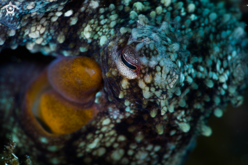 A Octopus vulgaris | Octopus