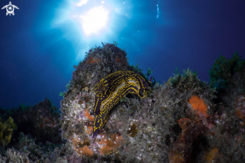 A Hypselodoris picta webbi | nudibranch