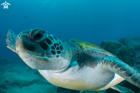 A green turtle