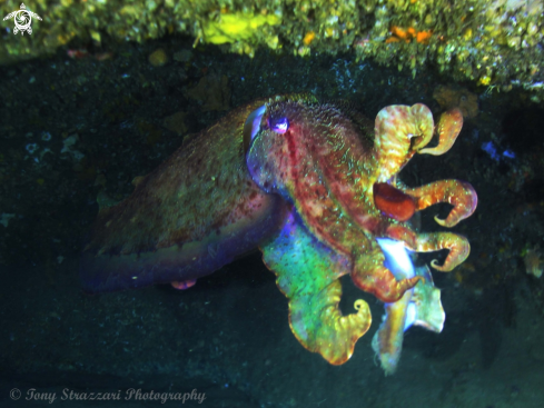 A Giant Cuttle