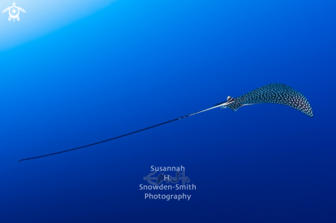 A Aetobatus narinari | Spotted Eagle Ray