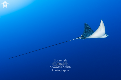 A Aetobatus narinari | Spotted Eagle Ray