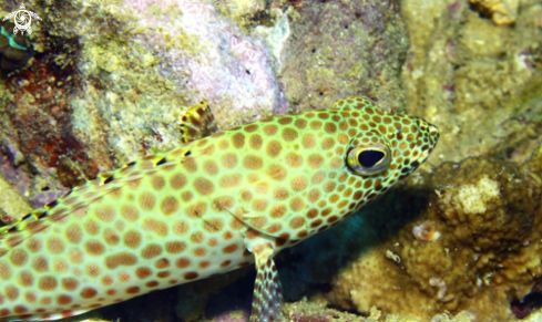 A Epinephelus tauvina | Honeycomb Grouper juvenile -Vieille Grise