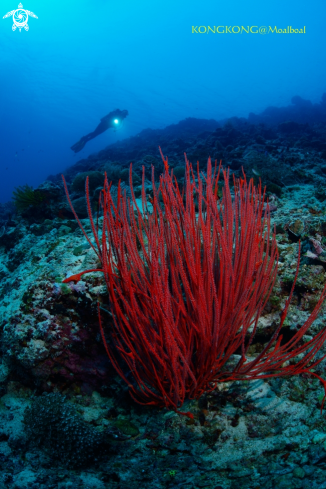 A Whip coral