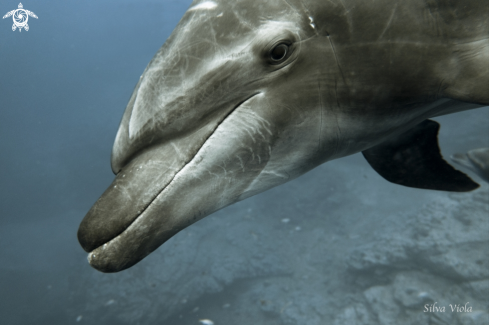 A Bottlenose Dolphin