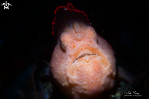 A Frogfish