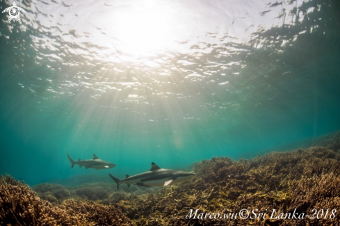 A Freediving  with the shark