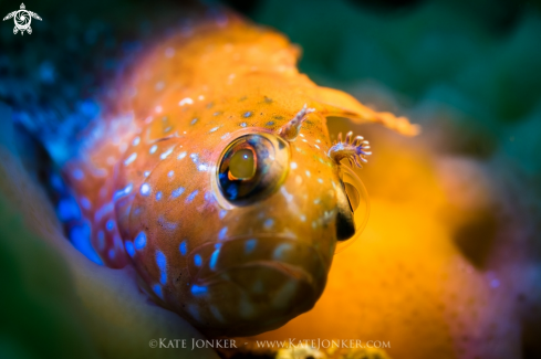 A Speckled Klipfish