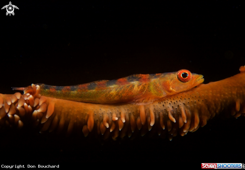 A Sea Whip Goby