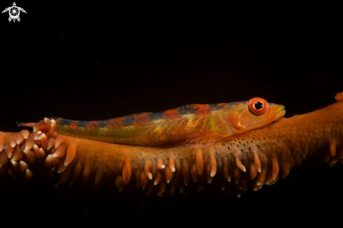 A Sea Whip Goby