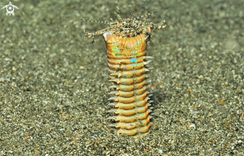 A  Eunice aphroditois |  dreaded Bobbit worm 