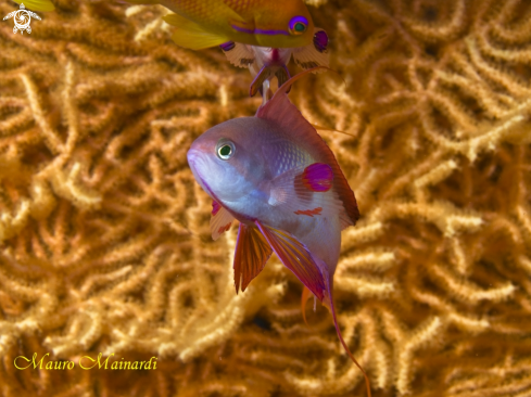 A Anthias squamipinnis | Anthias 