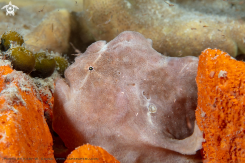 A Frog fish