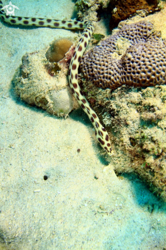 A Occelated eel (Snake eel)