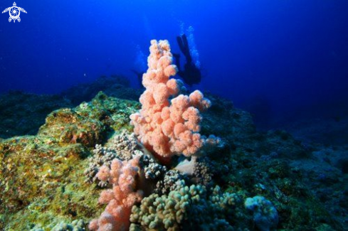 A Grand Bay Mauritius Merville Patches soft coral 