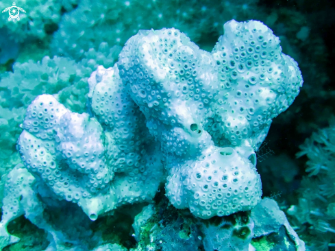 A porifera