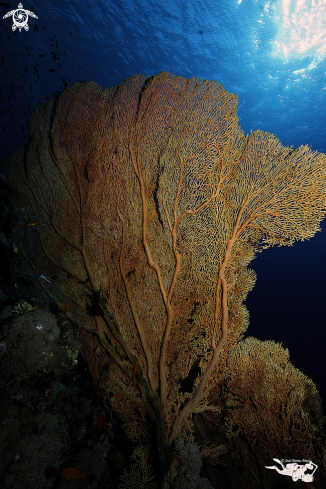 A Red Sea landscape