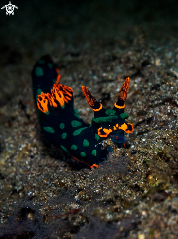 A Nudibranch 