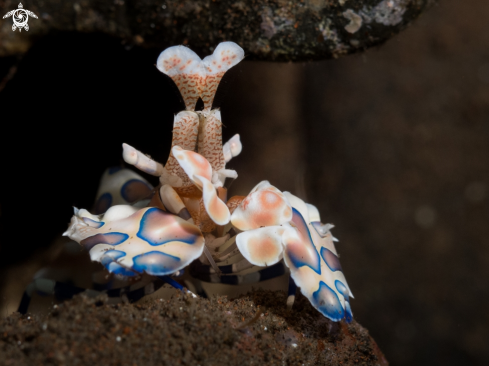 A harlequin shrimp