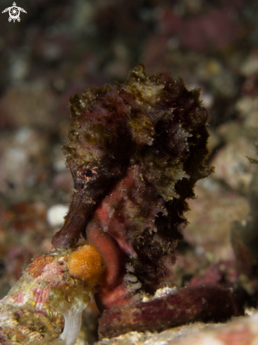 A Hippocampus kuda | Spotted Seahorse