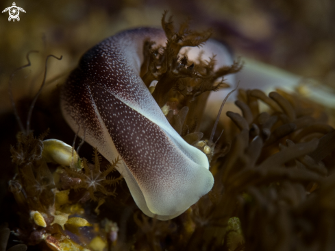 A Sea slug