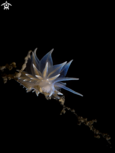 A Eubranchus tricolor | Nudibranch