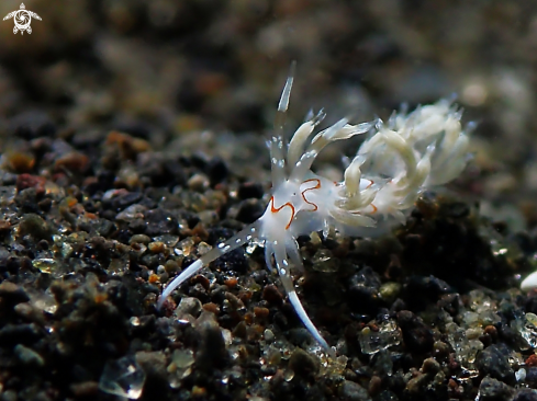 A Nudibranch