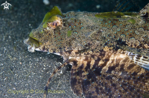 A reef fish