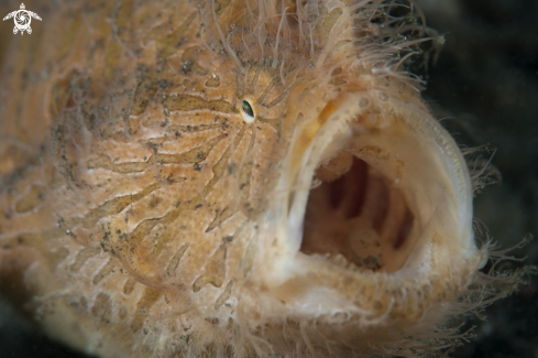 A Frogfish