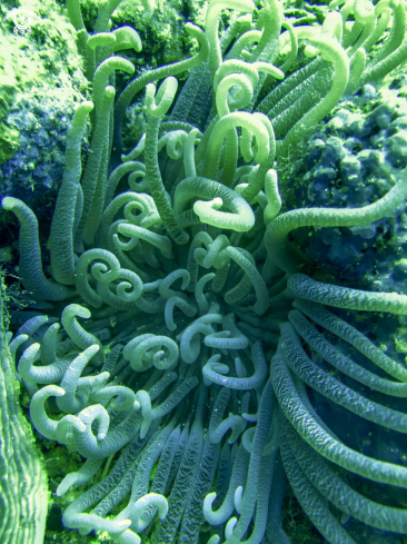 A long tentacles anemone