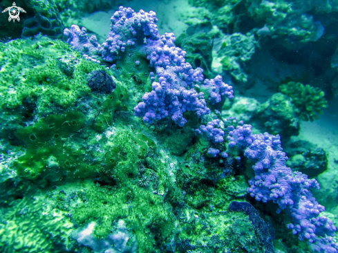 A blue acropora | blue acropora