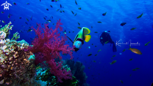 A Emperor Angelfish