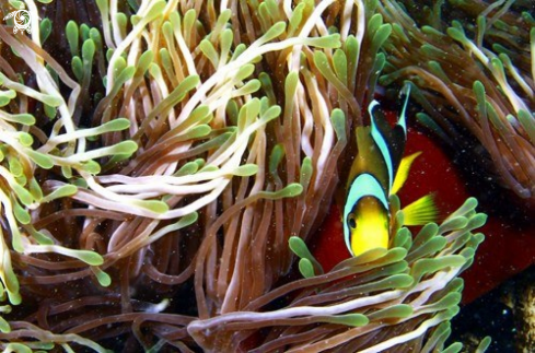 A Clownish with its Sea Anemone.Mauritius