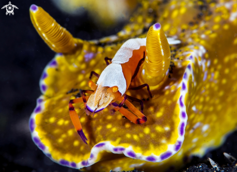 A Periclimenes imperator | Imperator shrimp