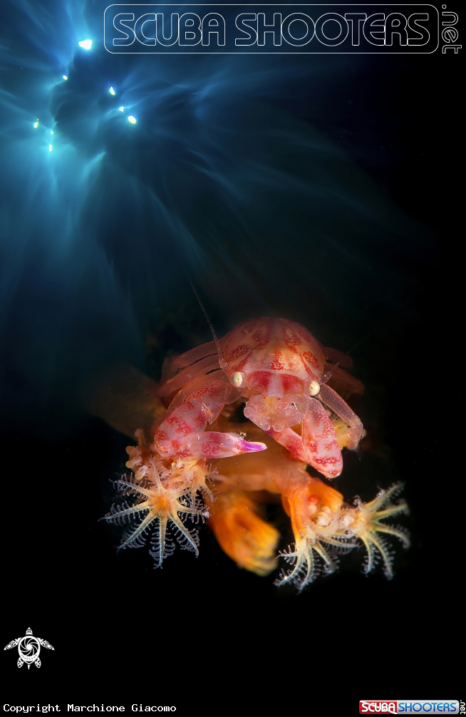A Porcellain crab